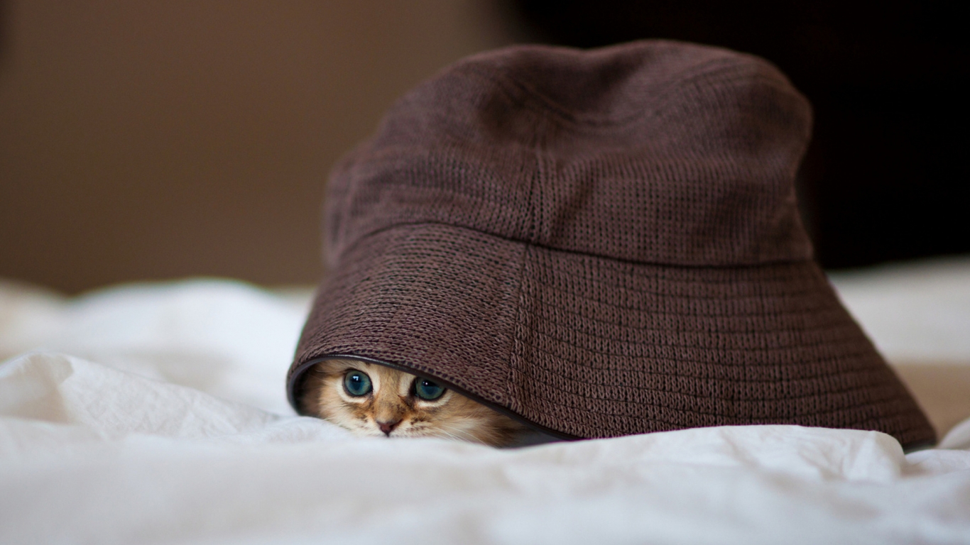 Cat in a Hat for 1366 x 768 HDTV resolution