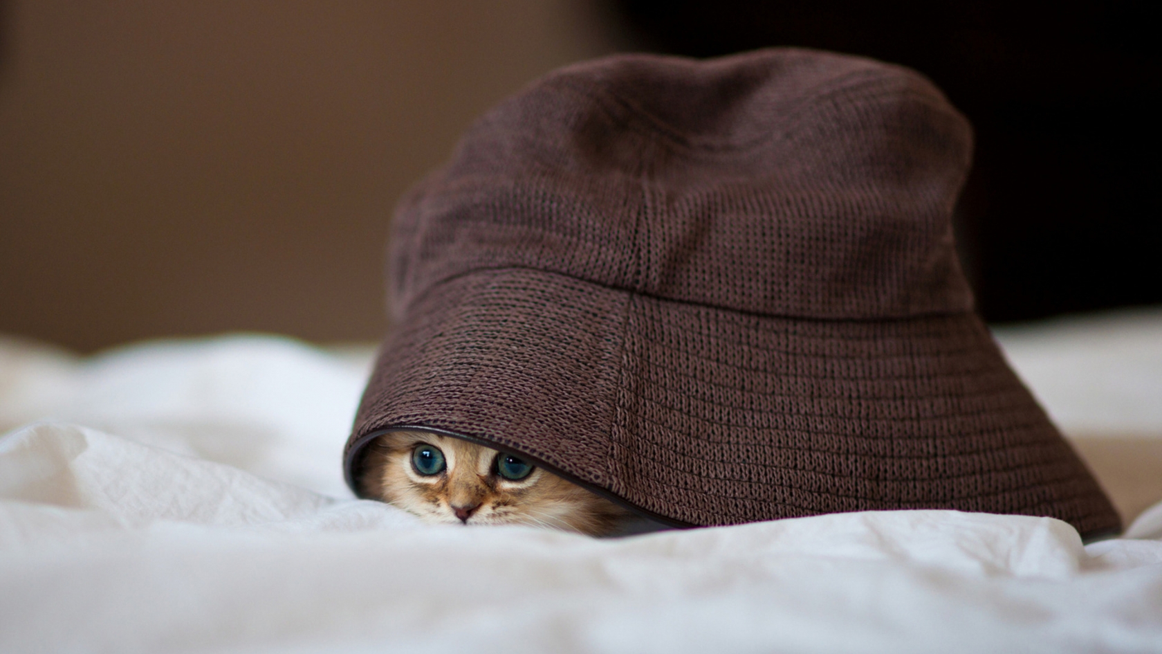 Cat in a Hat for 1680 x 945 HDTV resolution