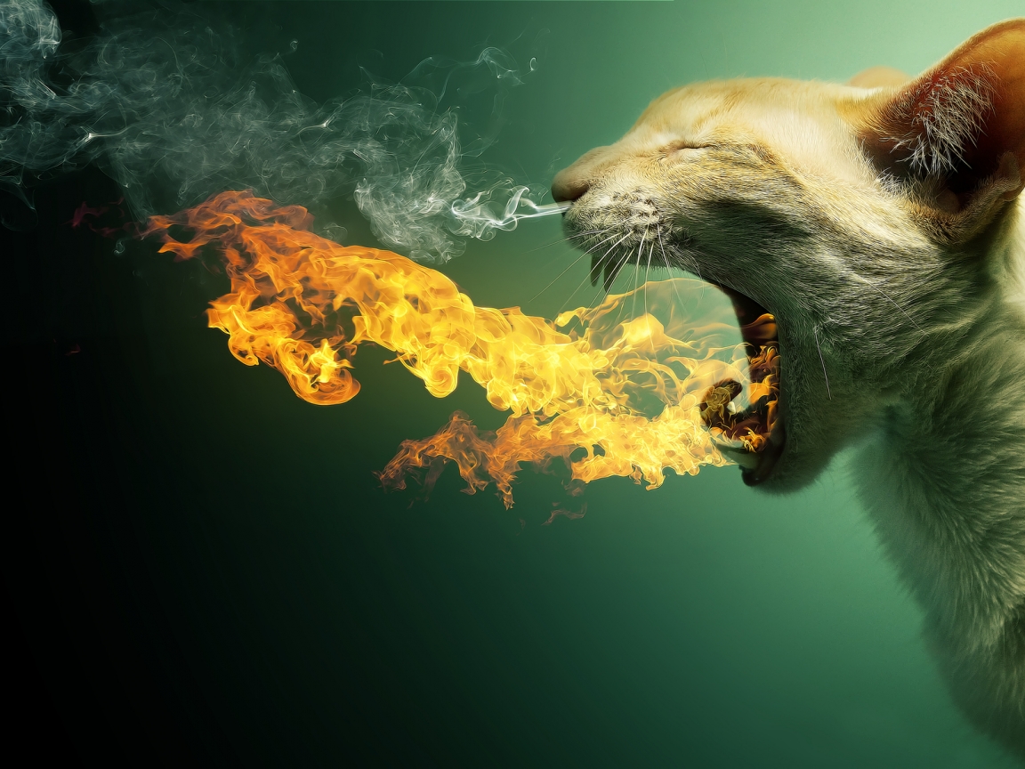 Cat in Fire for 1152 x 864 resolution