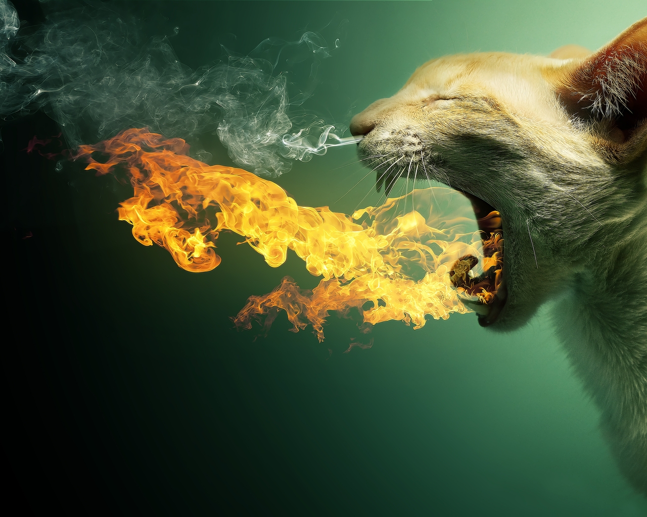 Cat in Fire for 1280 x 1024 resolution