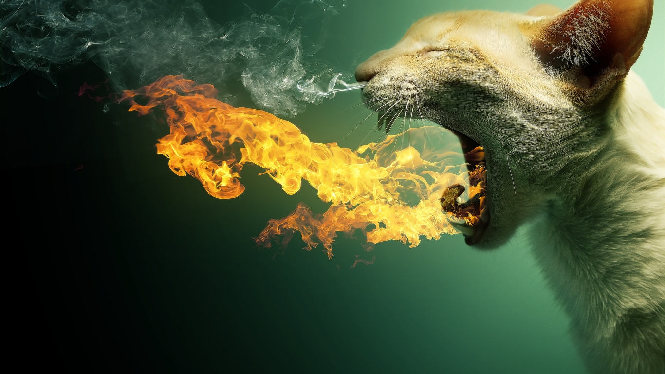 Cat in Fire for 1366 x 768 HDTV resolution
