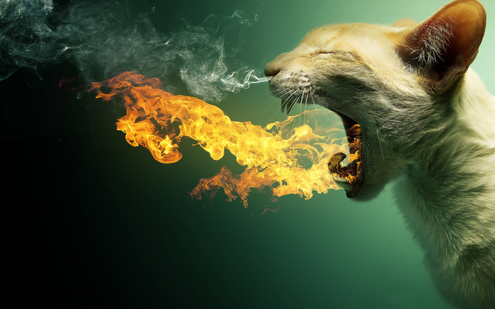 Cat in Fire for 1680 x 1050 widescreen resolution