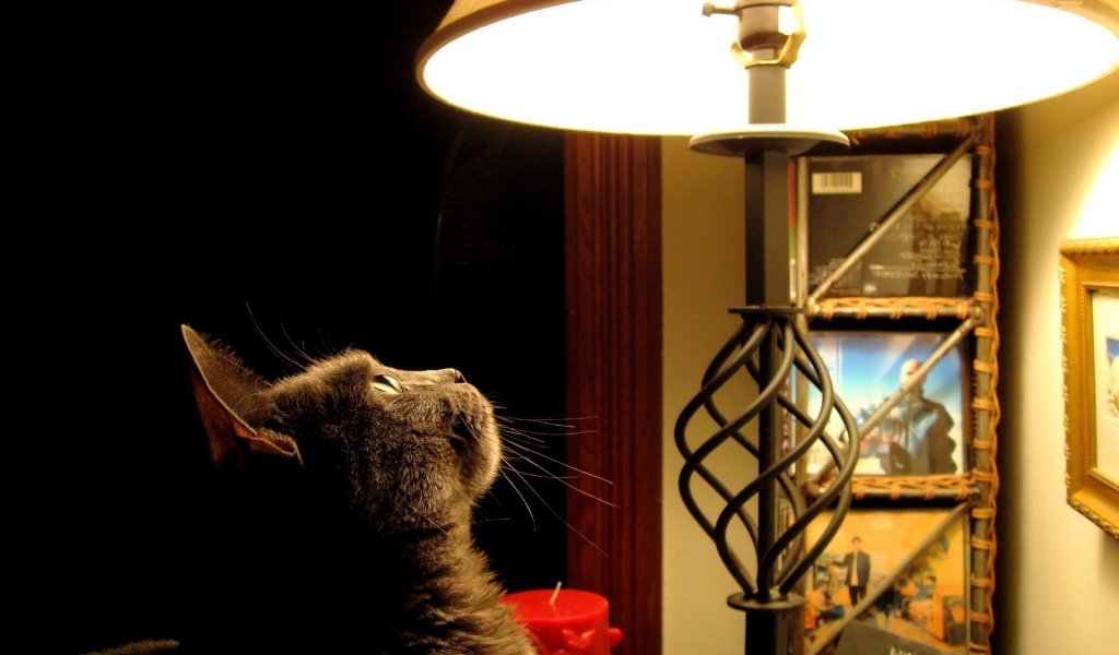 Cat looking at the lamp for 1024 x 600 widescreen resolution