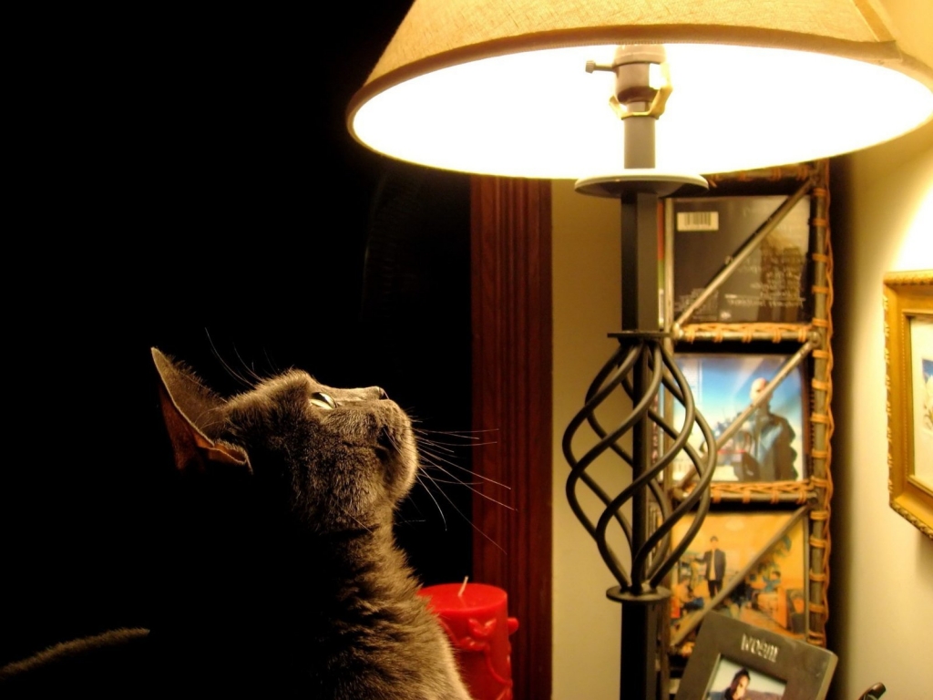Cat looking at the lamp for 1024 x 768 resolution