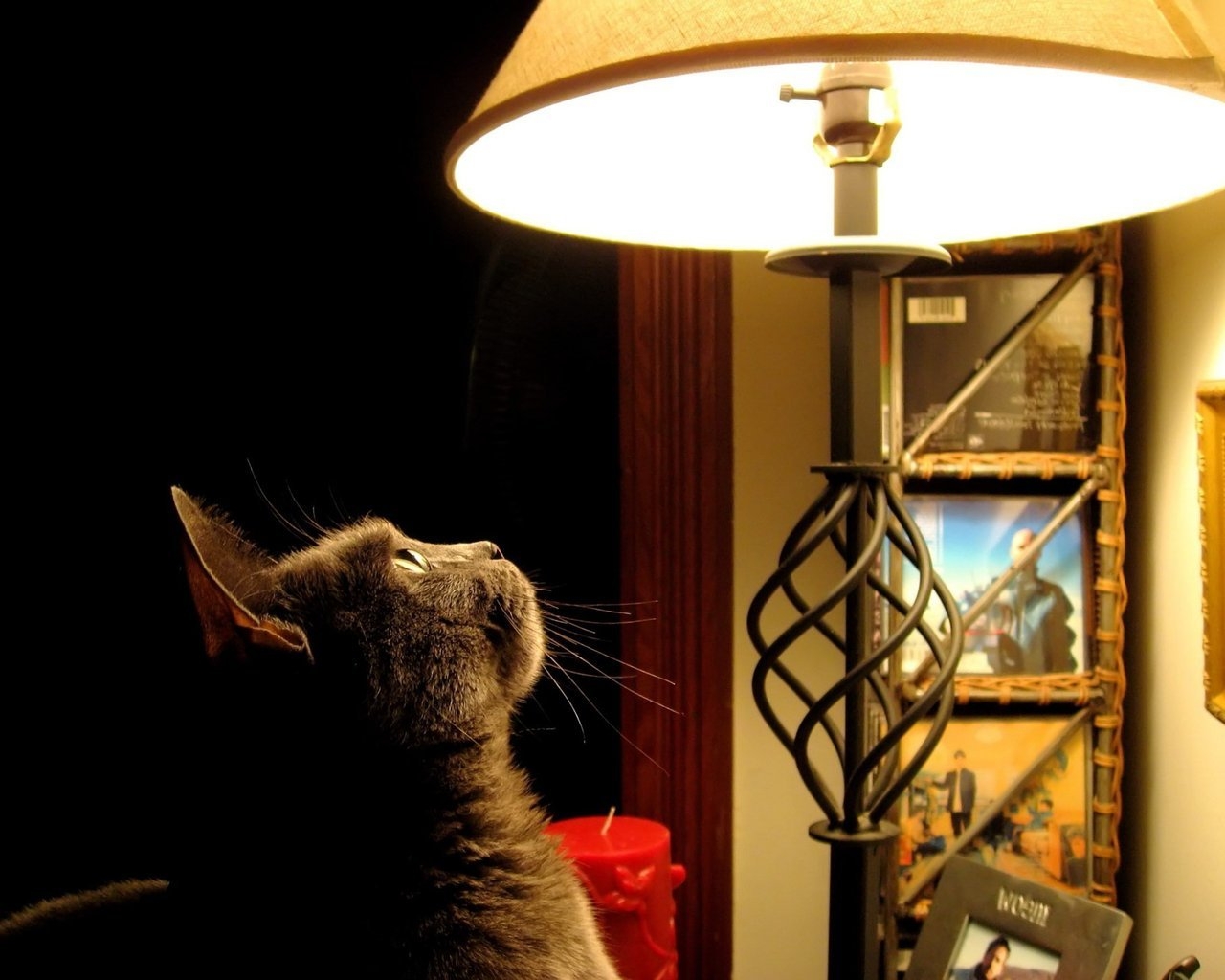 Cat looking at the lamp for 1280 x 1024 resolution
