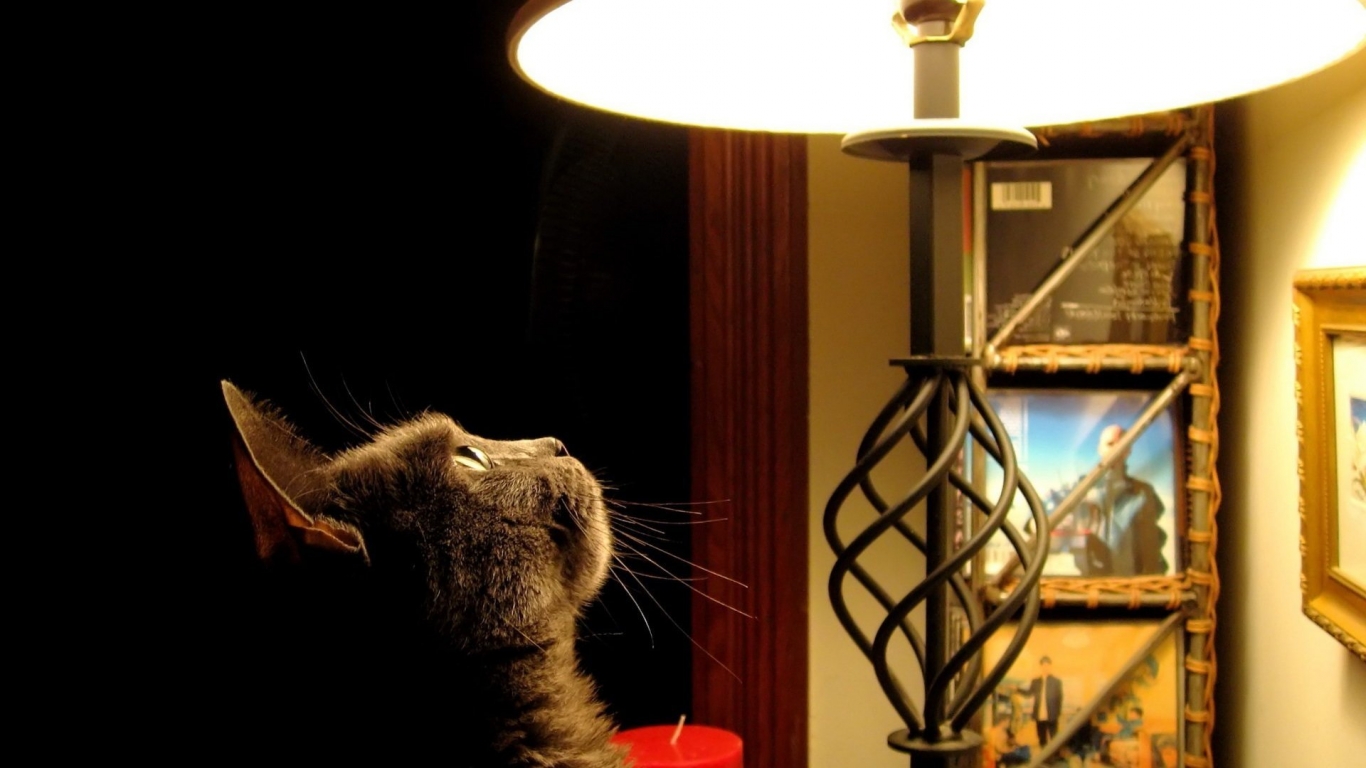 Cat looking at the lamp for 1366 x 768 HDTV resolution