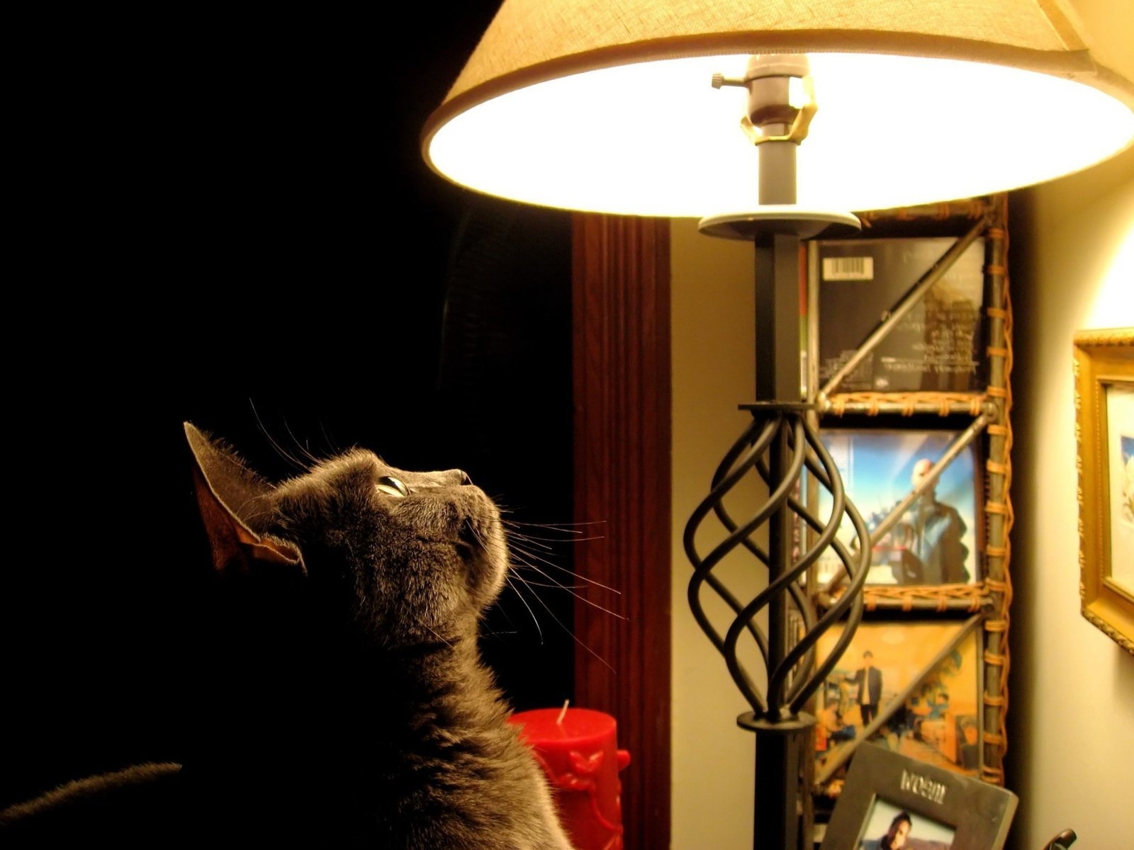 Cat looking at the lamp for 1600 x 1200 resolution
