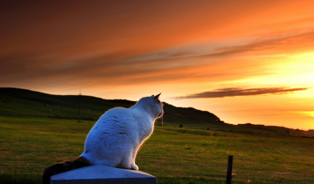Cat Looking to Sunset for 1024 x 600 widescreen resolution