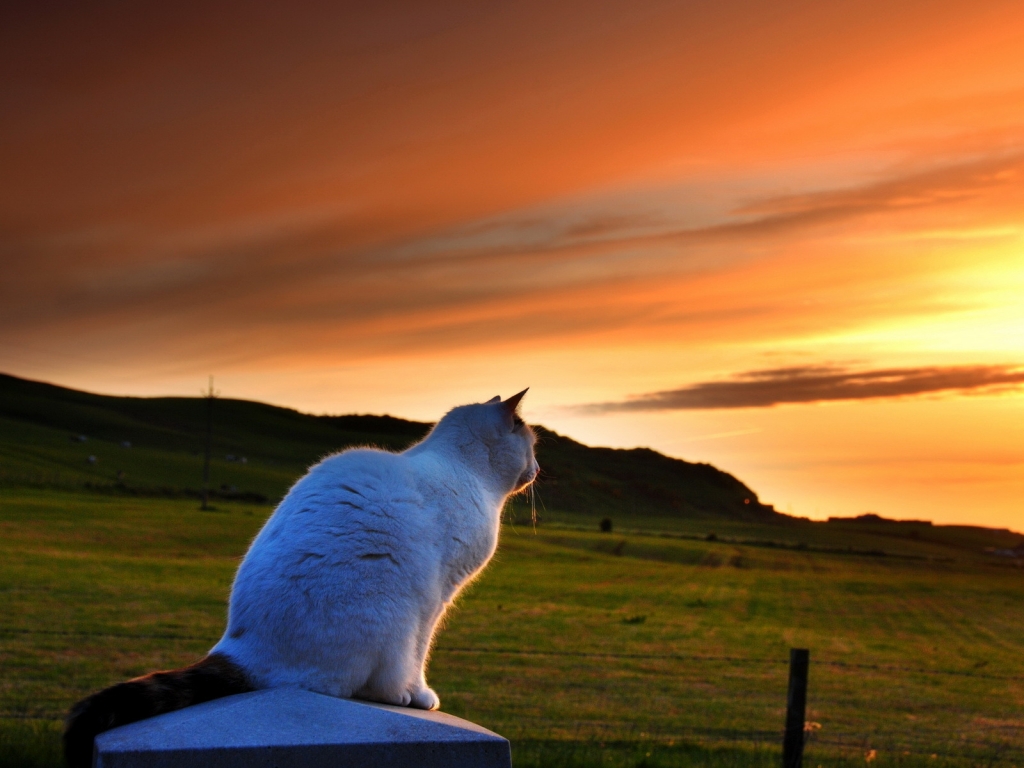 Cat Looking to Sunset for 1024 x 768 resolution