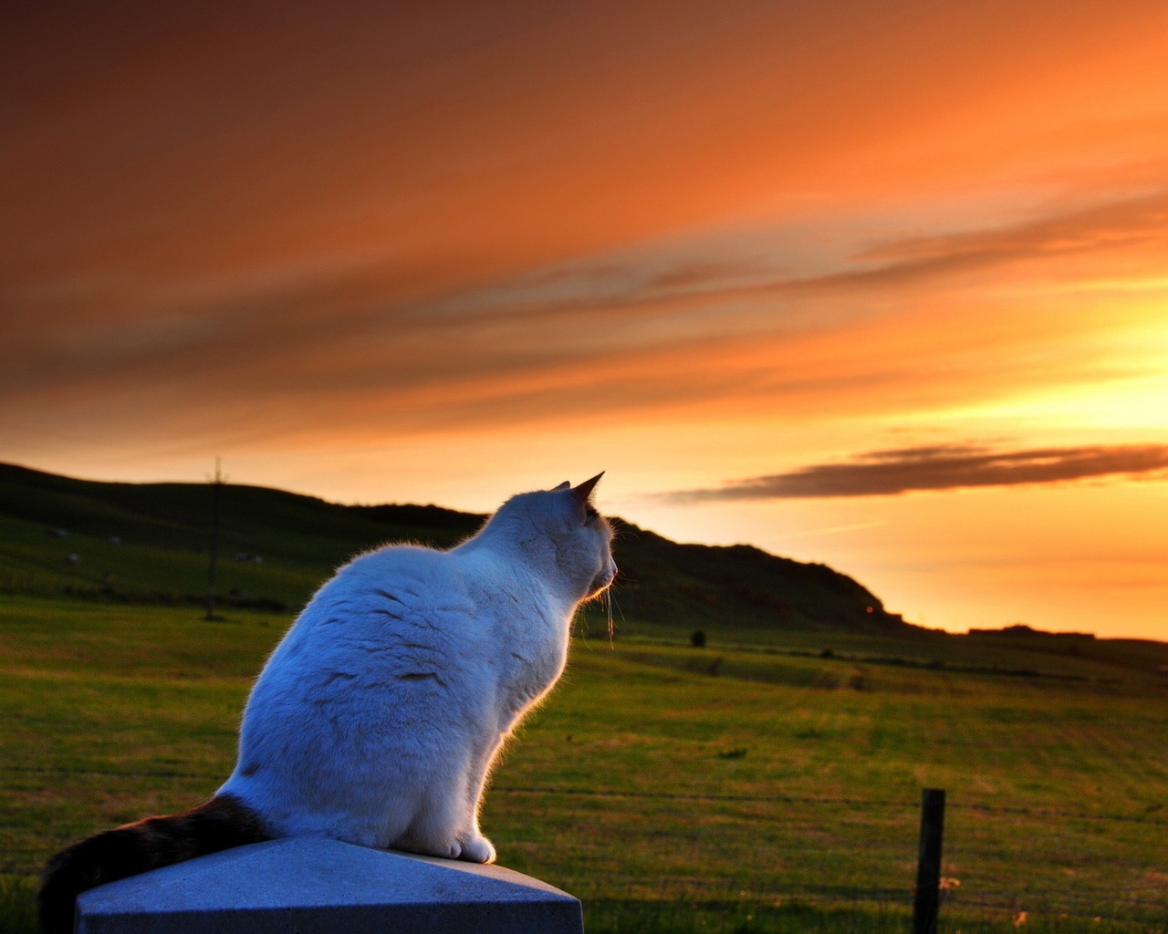 Cat Looking to Sunset for 1280 x 1024 resolution