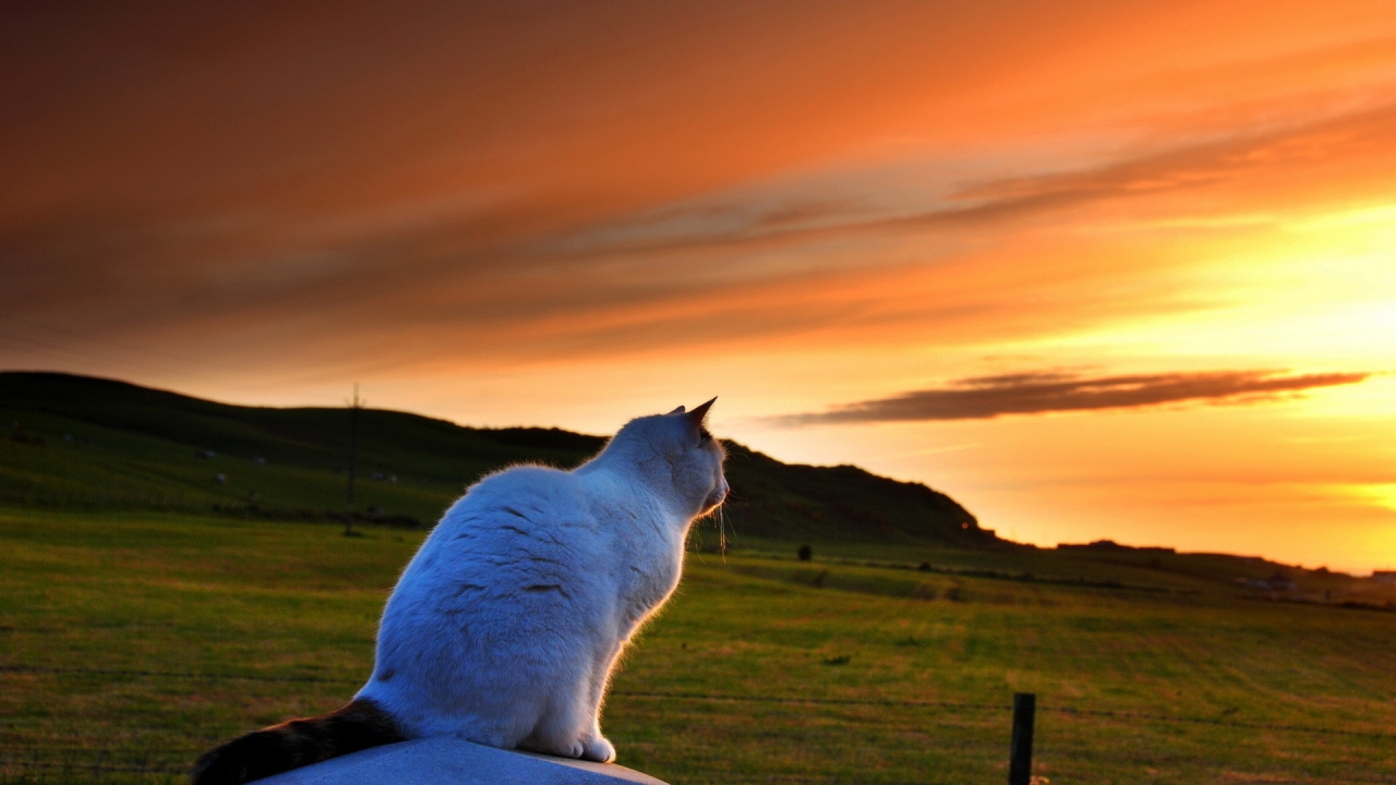 Cat Looking to Sunset for 1280 x 720 HDTV 720p resolution
