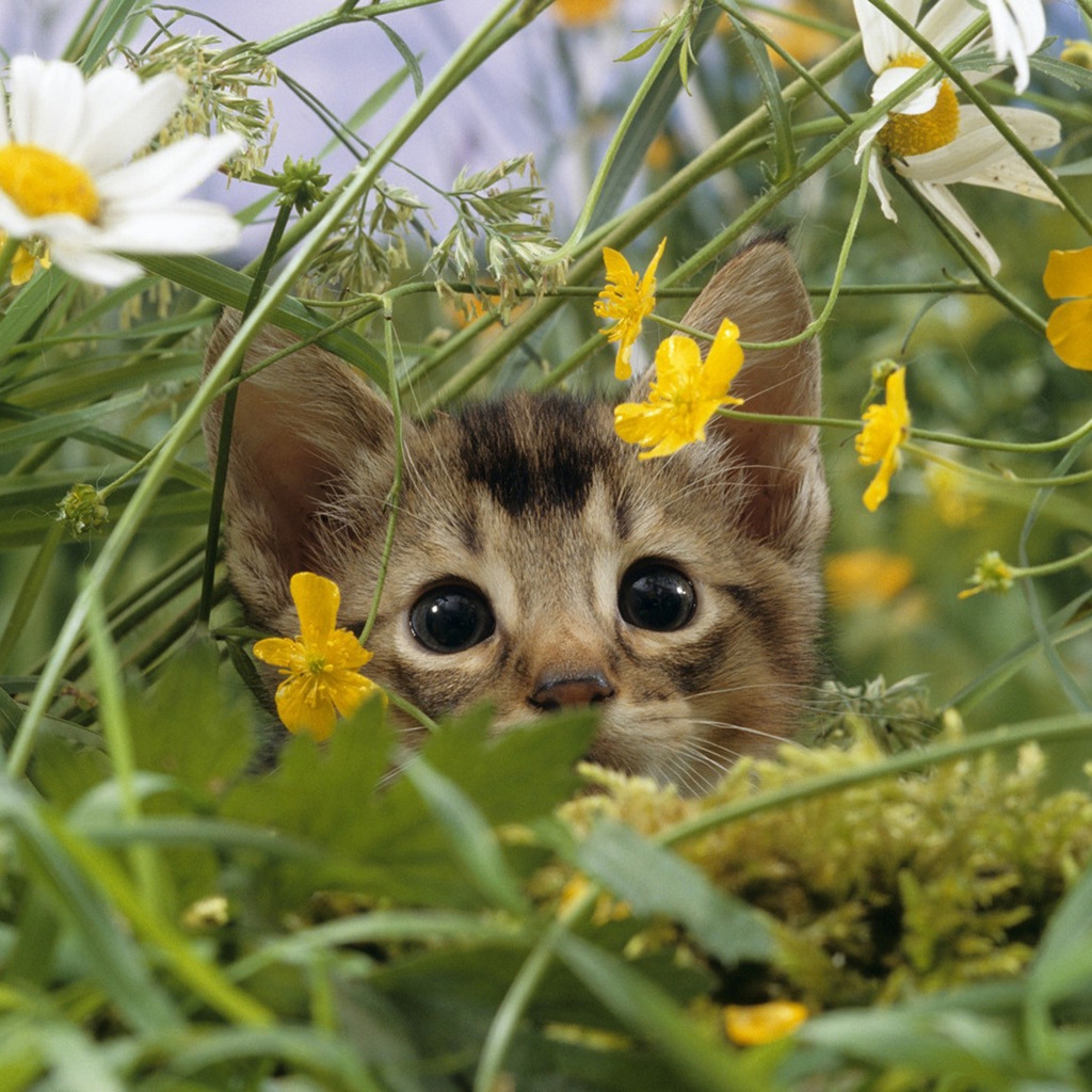 Cat Lost in Grass for 1024 x 1024 iPad resolution
