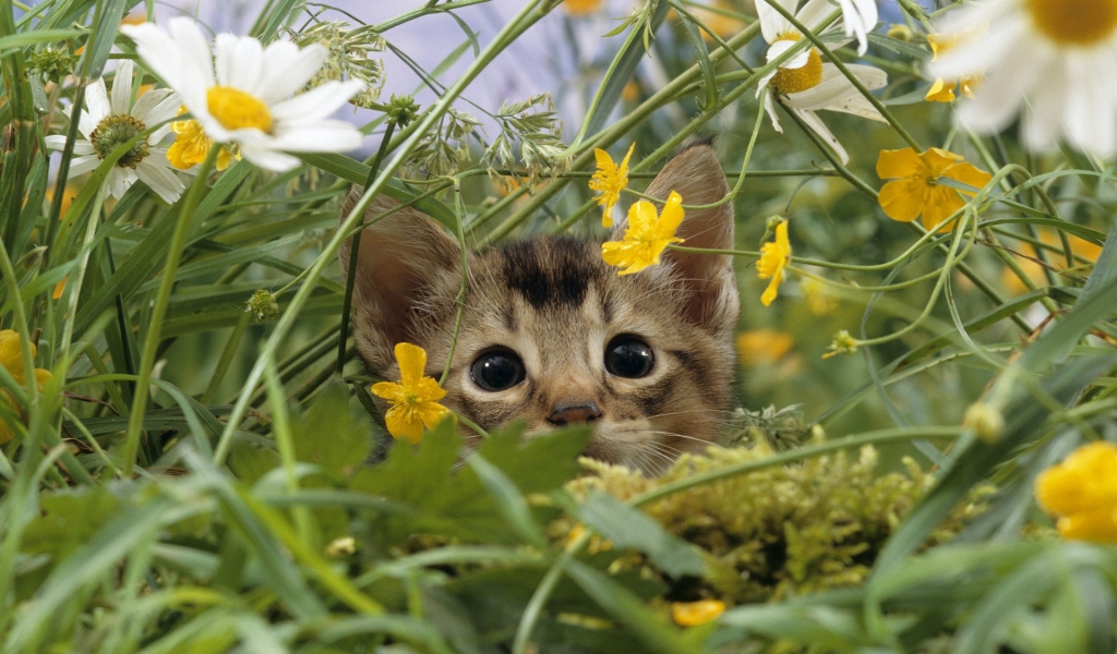 Cat Lost in Grass for 1024 x 600 widescreen resolution