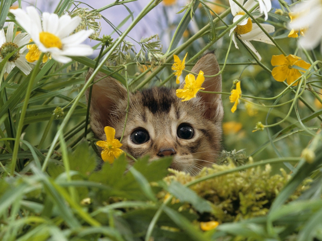Cat Lost in Grass for 1024 x 768 resolution