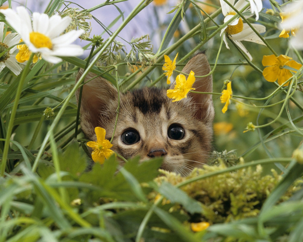 Cat Lost in Grass for 1280 x 1024 resolution