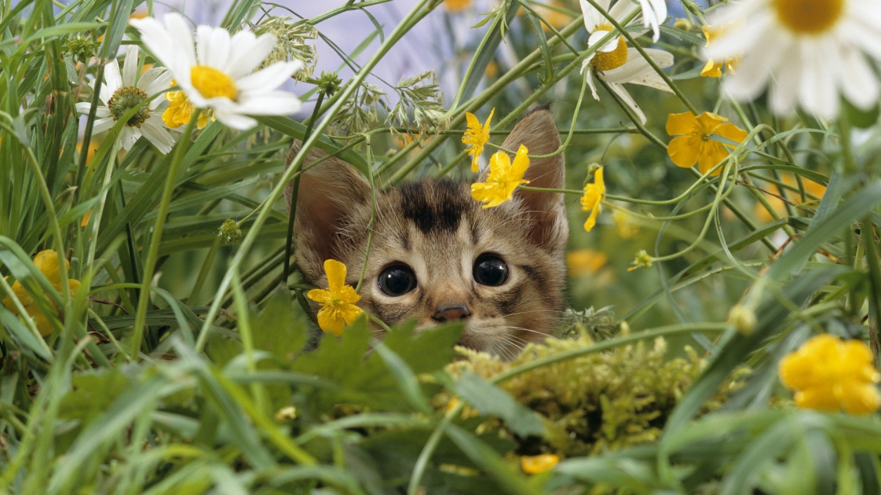 Cat Lost in Grass for 1280 x 720 HDTV 720p resolution