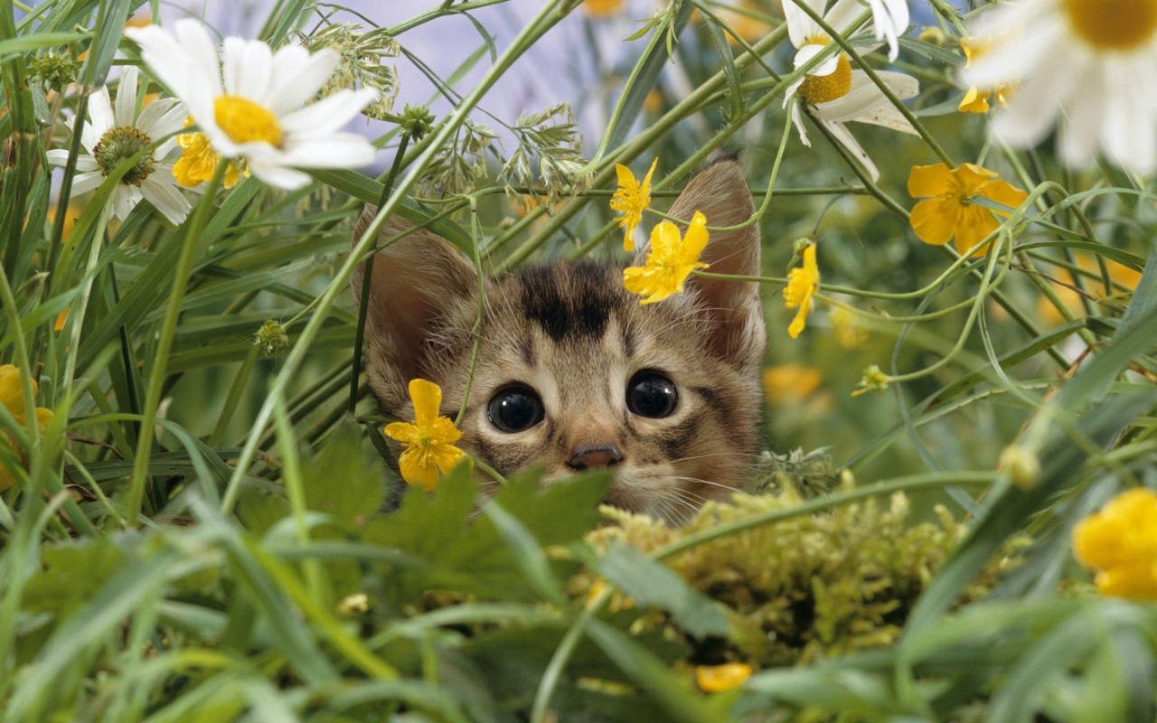 Cat Lost in Grass for 1280 x 800 widescreen resolution