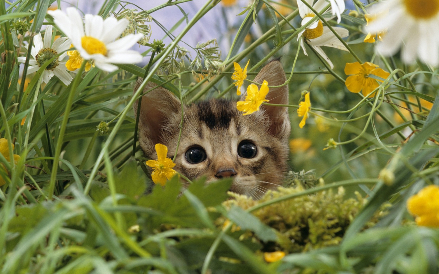 Cat Lost in Grass for 1440 x 900 widescreen resolution