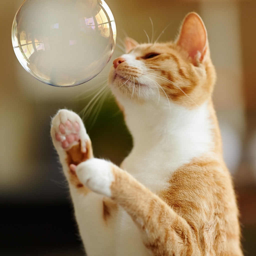 Cat Playing with Bubble for 1024 x 1024 iPad resolution