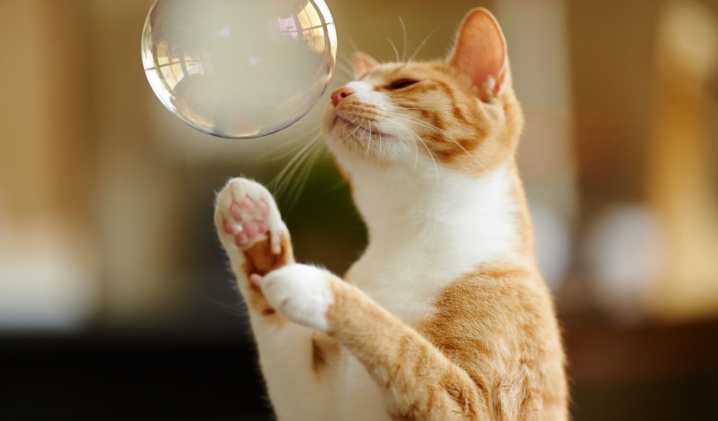 Cat Playing with Bubble for 1024 x 600 widescreen resolution