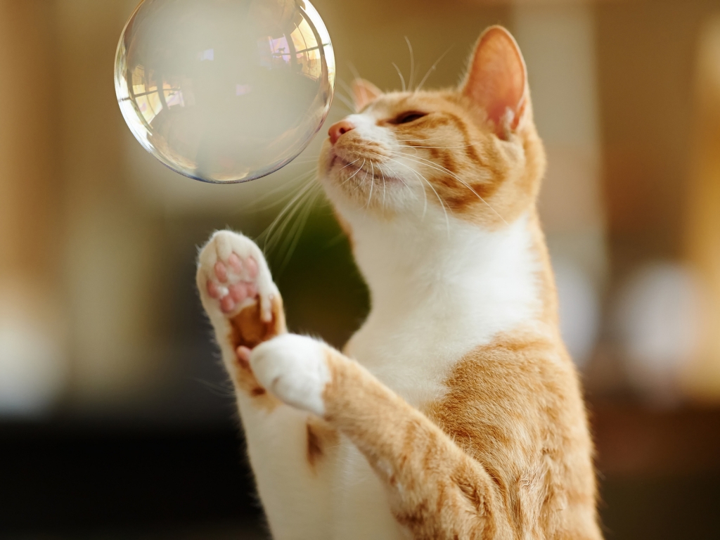 Cat Playing with Bubble for 1024 x 768 resolution