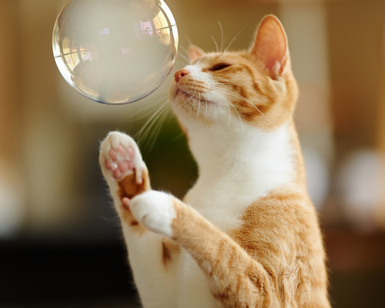 Cat Playing with Bubble for 1280 x 1024 resolution