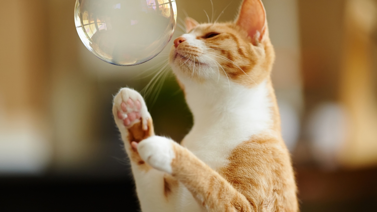Cat Playing with Bubble for 1280 x 720 HDTV 720p resolution