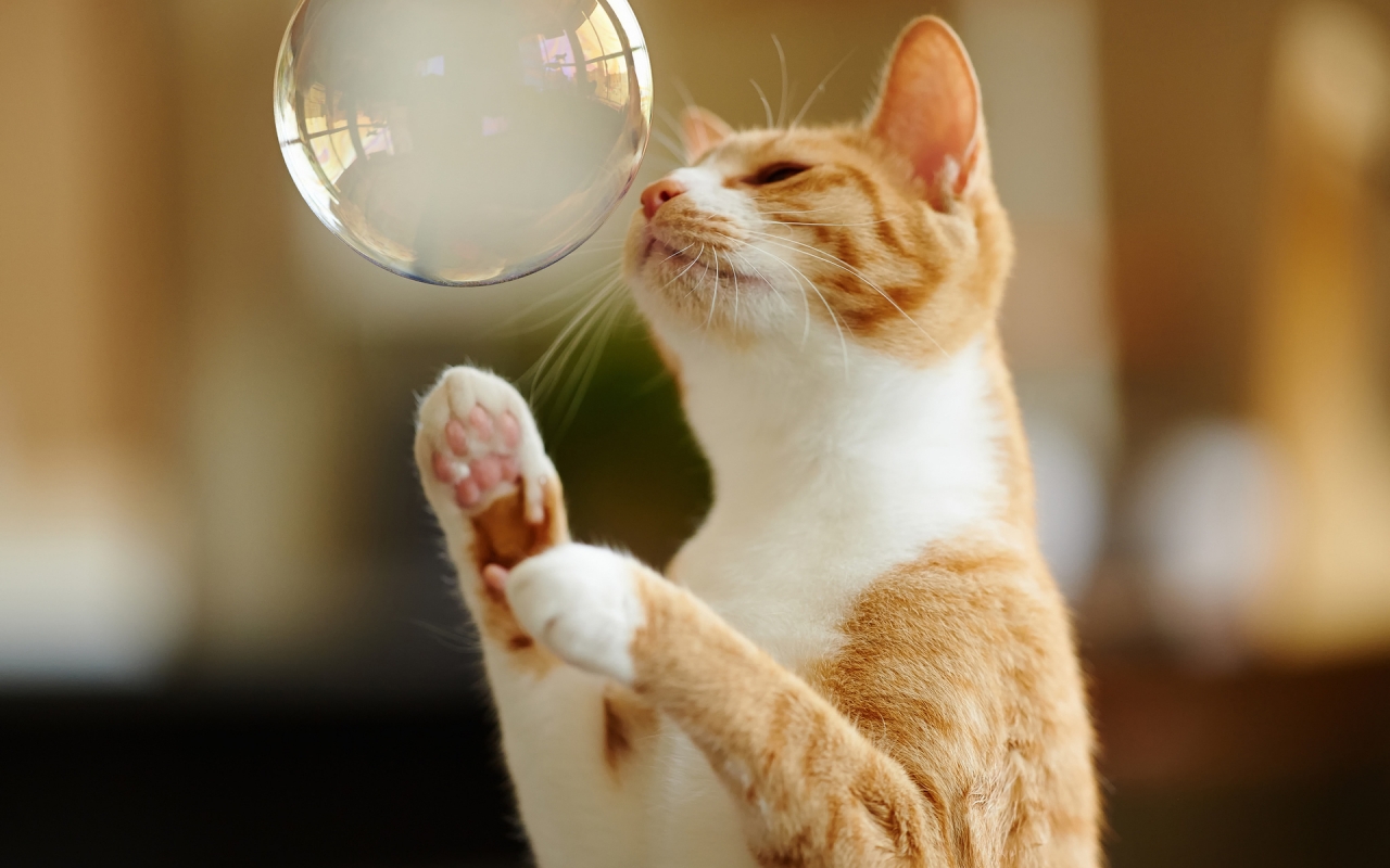 Cat Playing with Bubble for 1280 x 800 widescreen resolution
