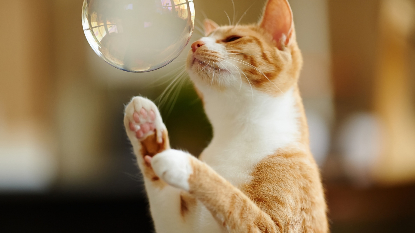 Cat Playing with Bubble for 1366 x 768 HDTV resolution