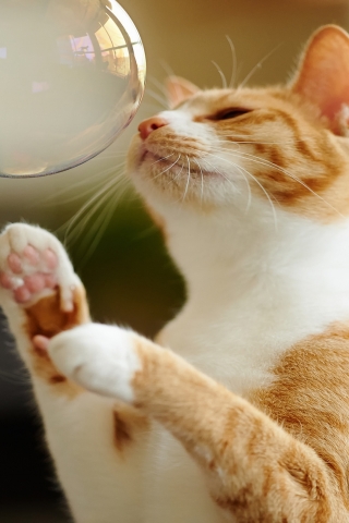 Cat Playing with Bubble for 320 x 480 iPhone resolution