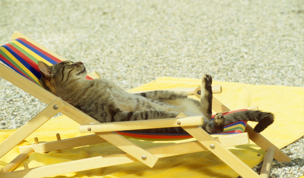 Cat relaxing on lounge chair for 1024 x 600 widescreen resolution