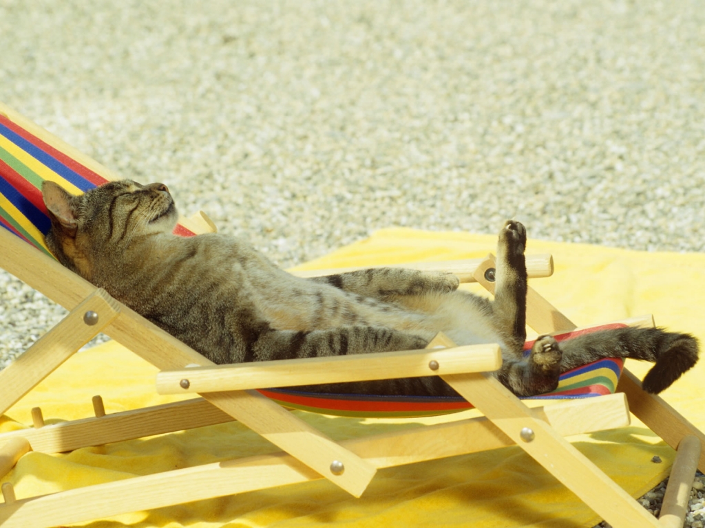 Cat relaxing on lounge chair for 1024 x 768 resolution