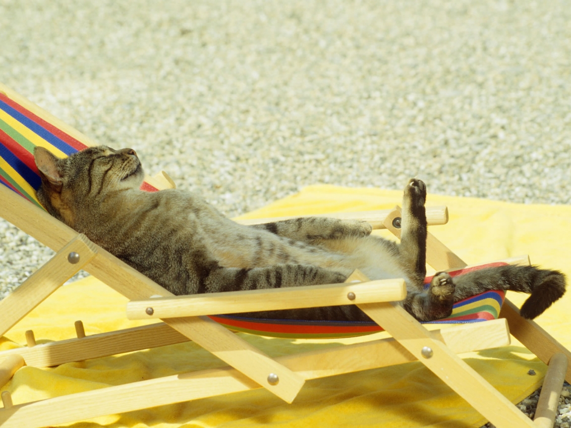 Cat relaxing on lounge chair for 1152 x 864 resolution