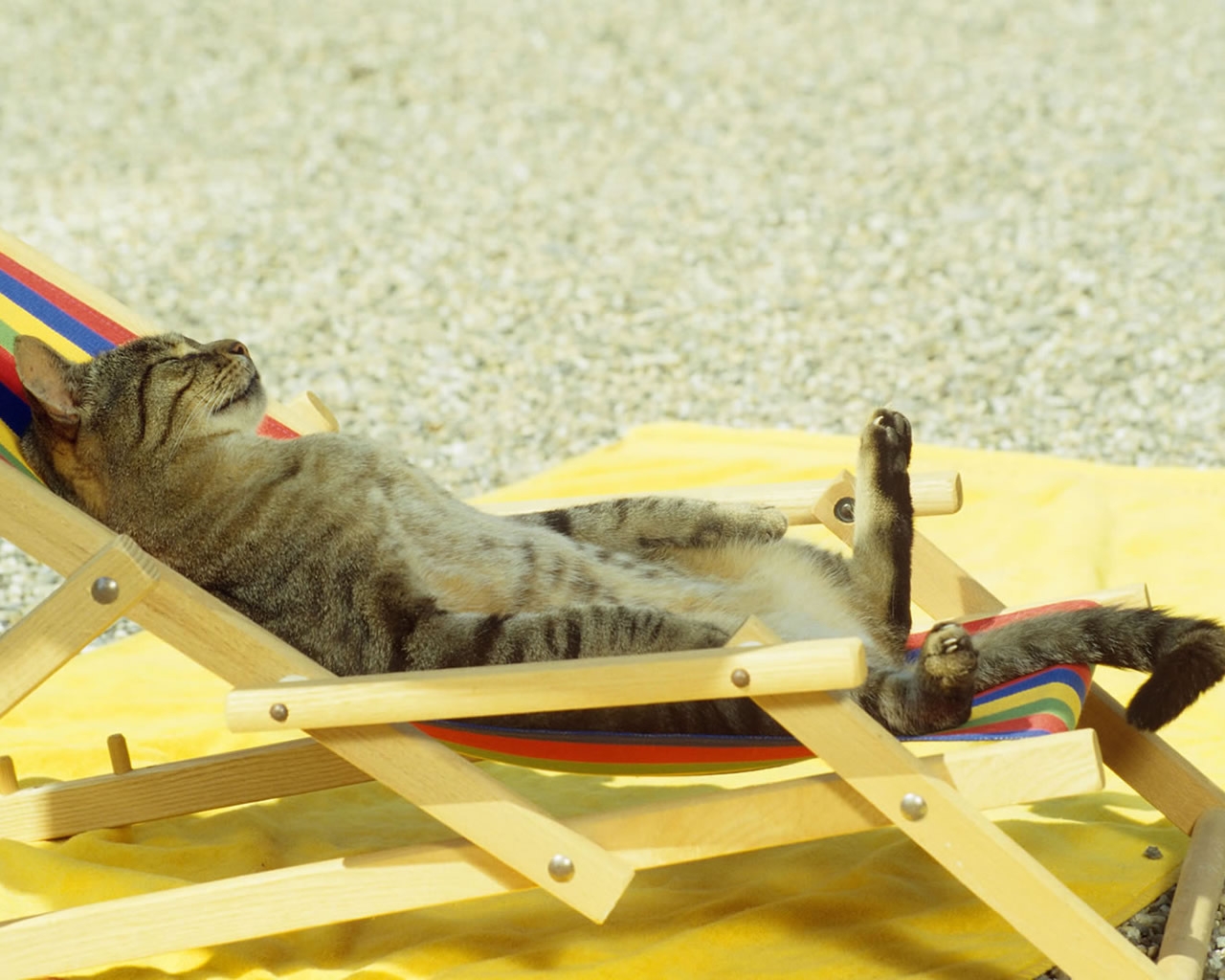 Cat relaxing on lounge chair for 1280 x 1024 resolution