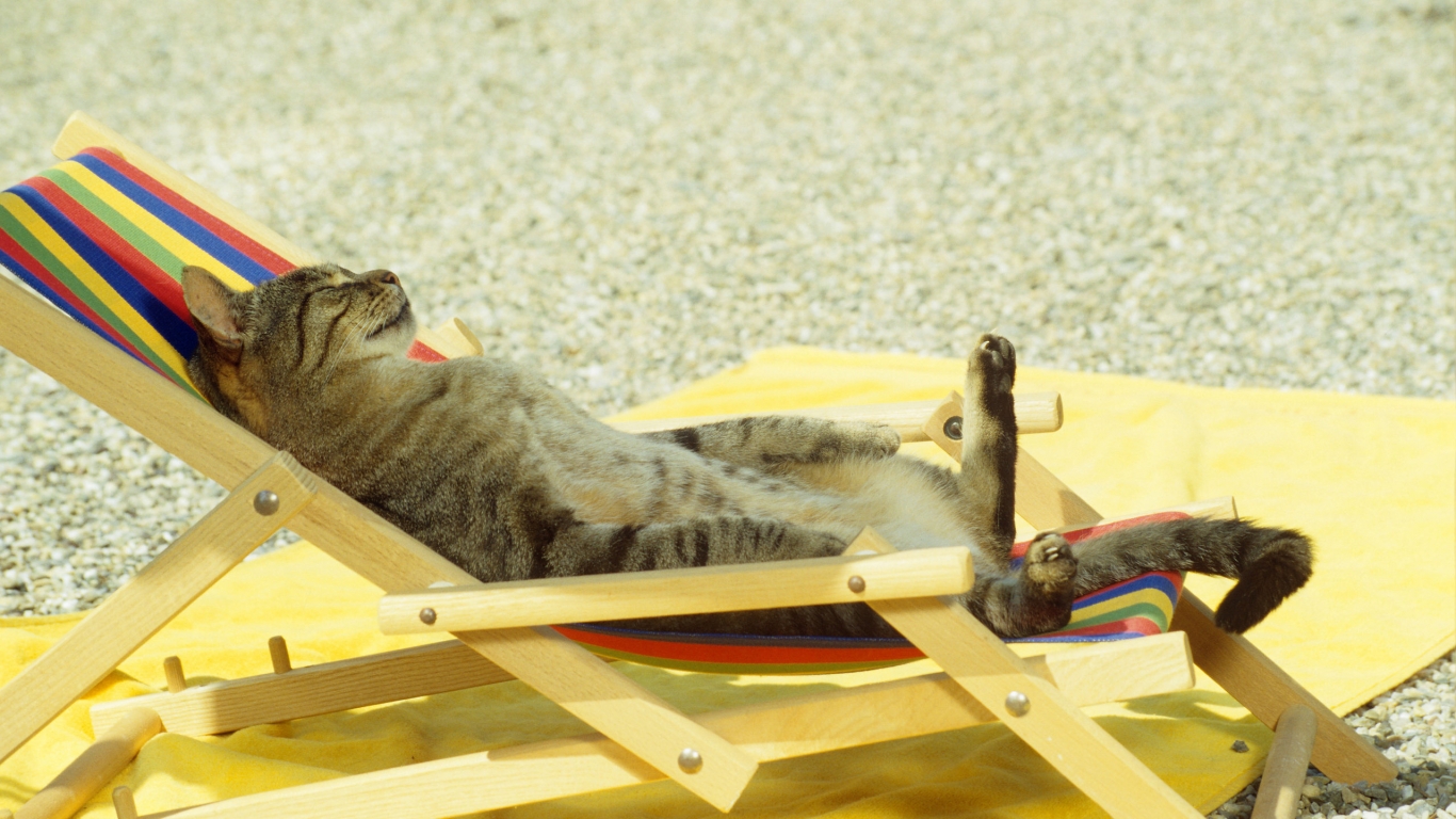 Cat relaxing on lounge chair for 1366 x 768 HDTV resolution