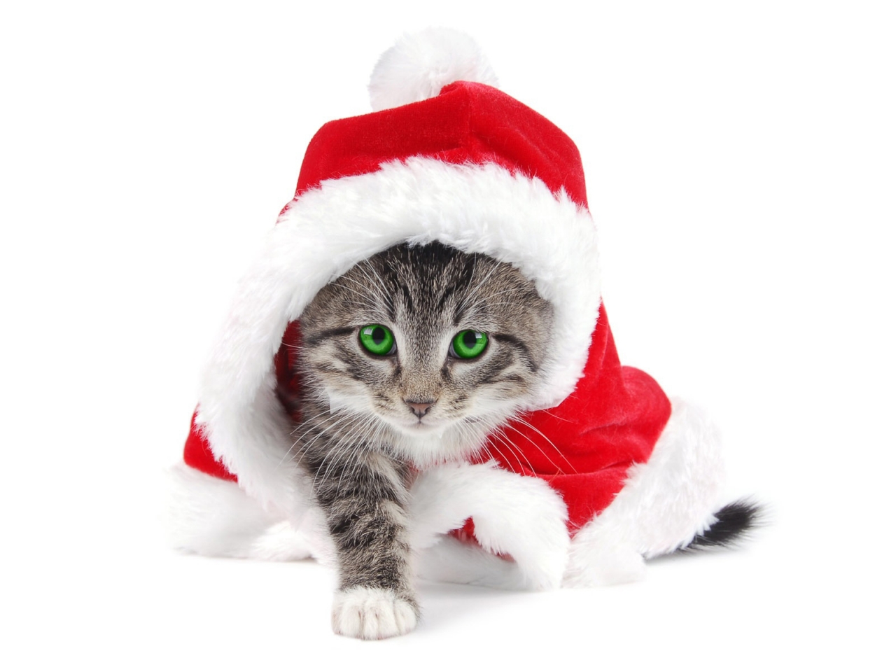 Cat Santa for 1280 x 960 resolution