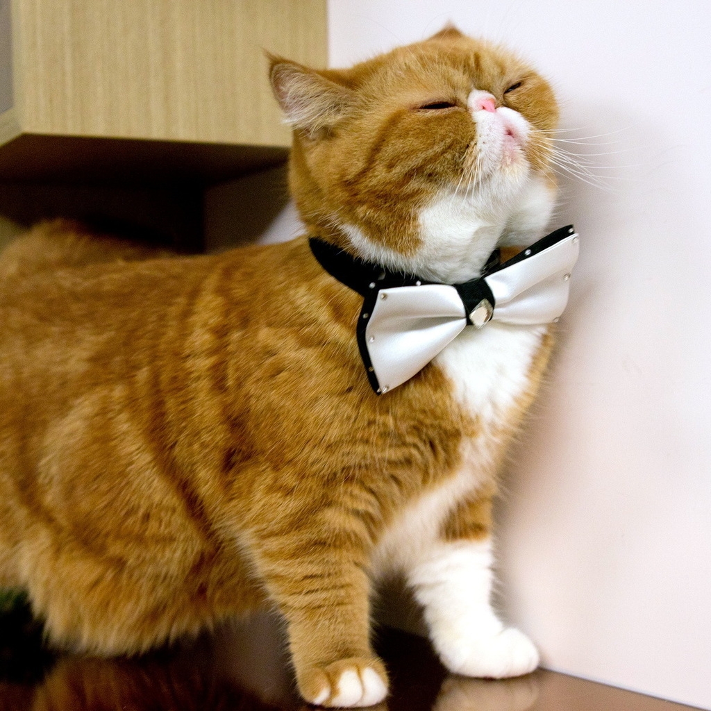 Cat With Bow Tie for 1024 x 1024 iPad resolution