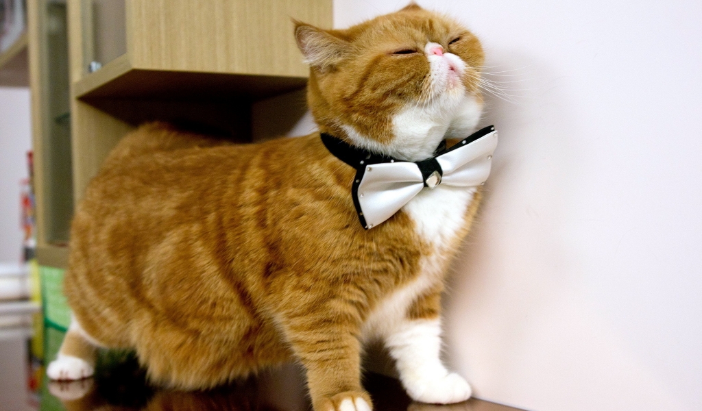 Cat With Bow Tie for 1024 x 600 widescreen resolution