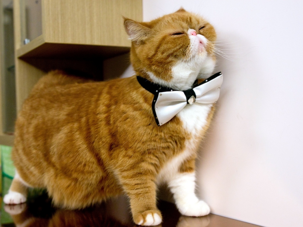 Cat With Bow Tie for 1024 x 768 resolution