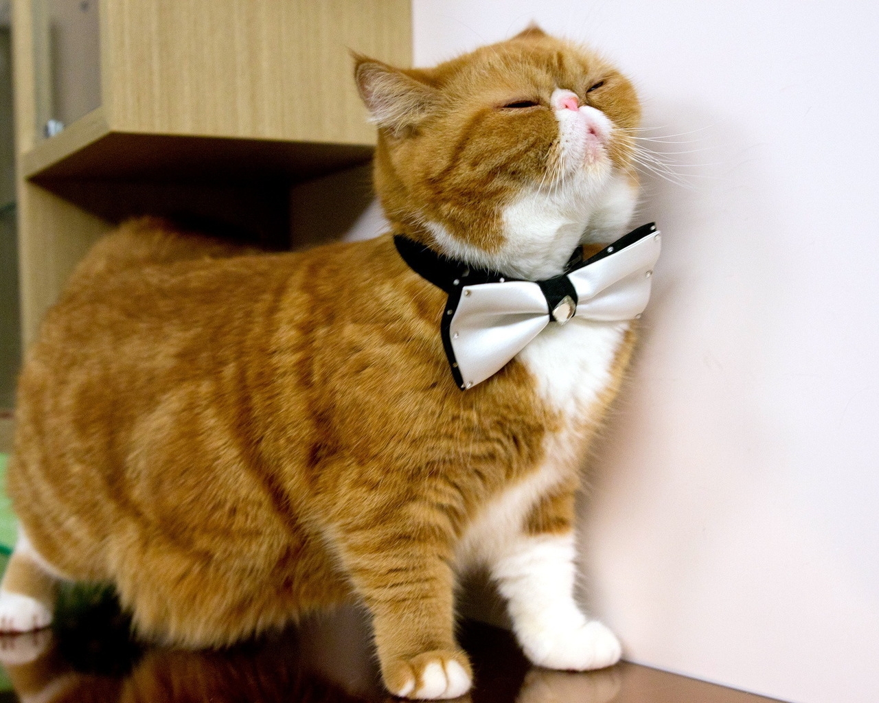 Cat With Bow Tie for 1280 x 1024 resolution