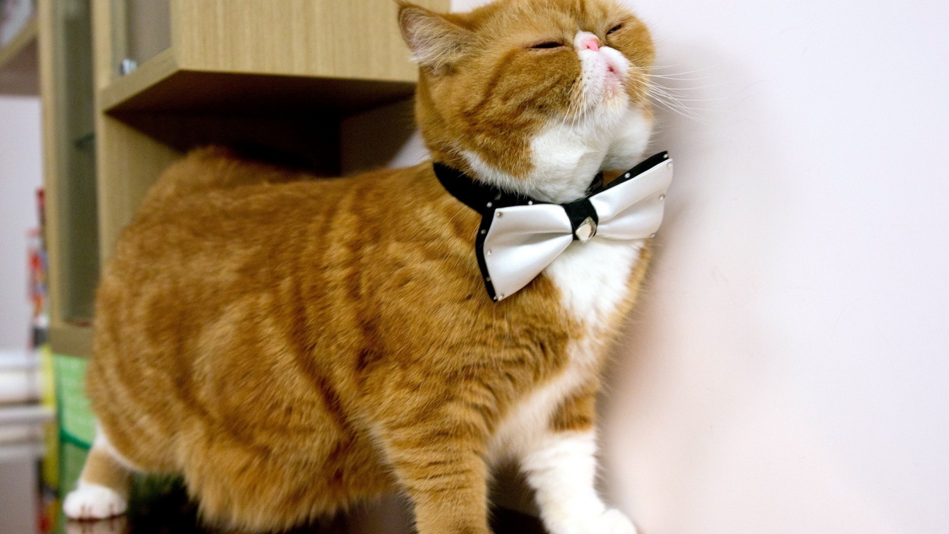 Cat With Bow Tie for 1366 x 768 HDTV resolution