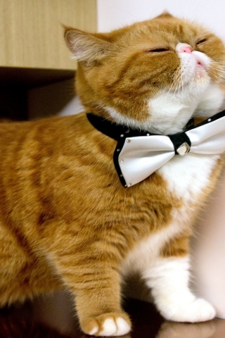 Cat With Bow Tie for 320 x 480 iPhone resolution