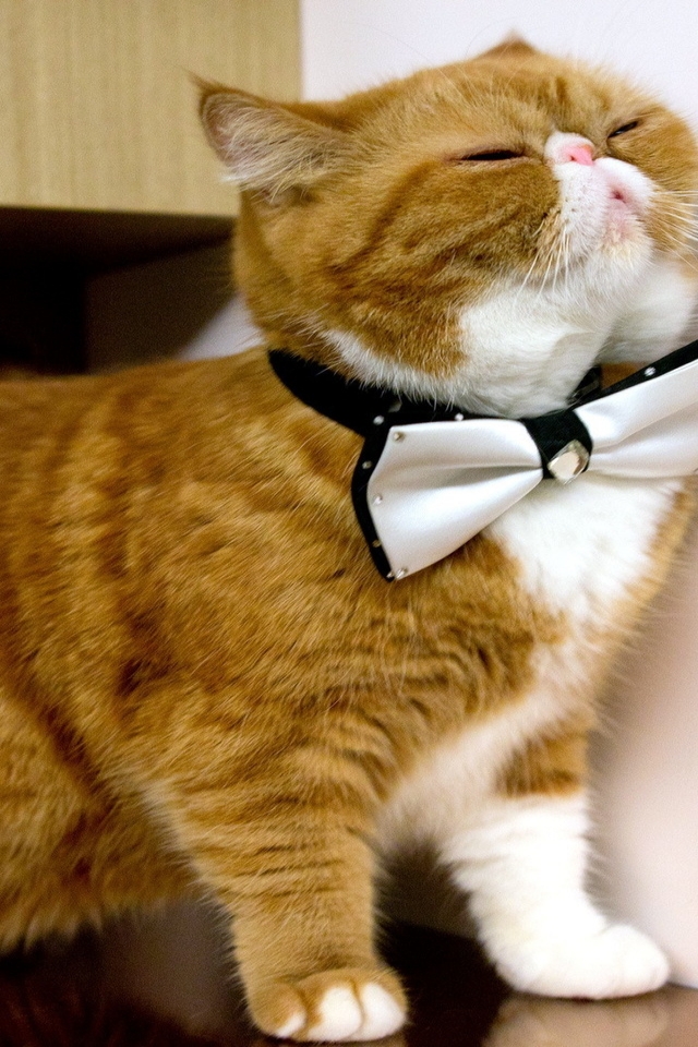 Cat With Bow Tie for 640 x 960 iPhone 4 resolution