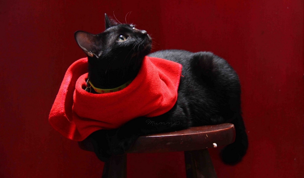 Cat with Red Scarf for 1024 x 600 widescreen resolution