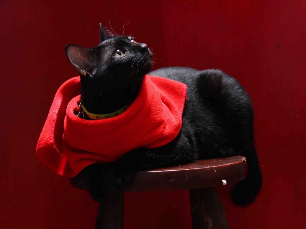 Cat with Red Scarf for 1024 x 768 resolution