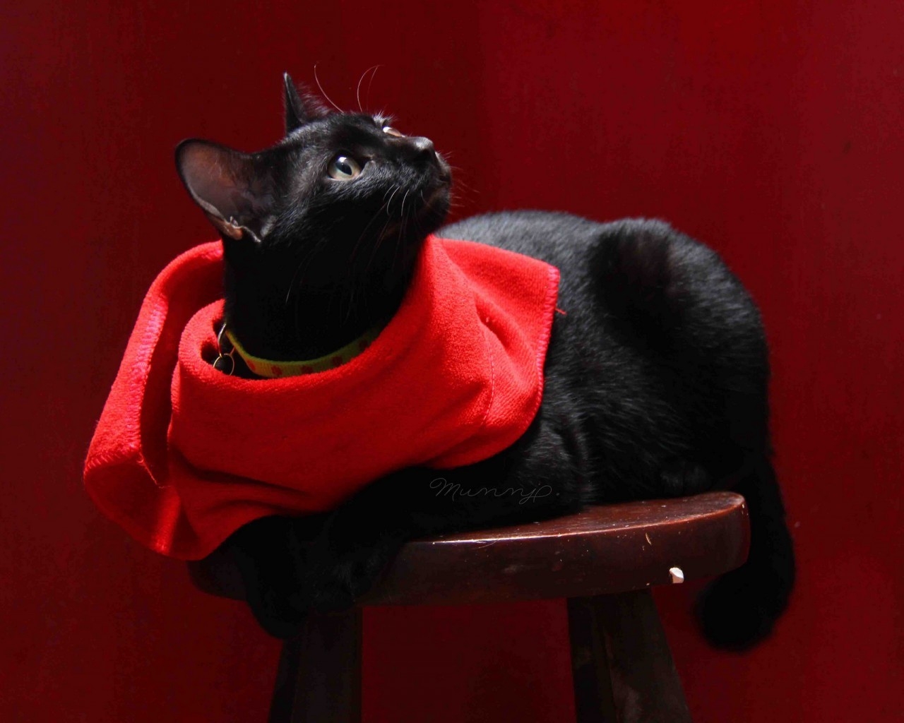 Cat with Red Scarf for 1280 x 1024 resolution