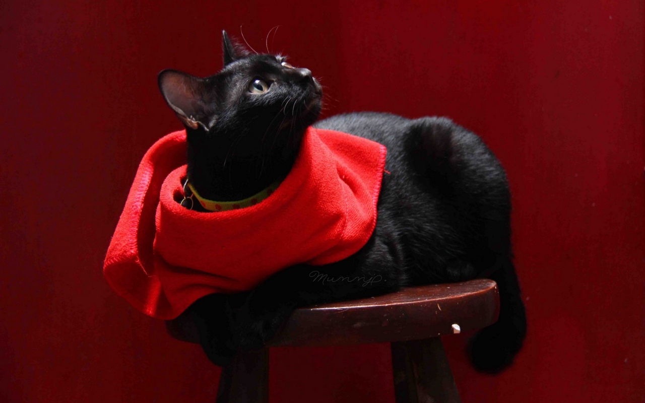 Cat with Red Scarf for 1280 x 800 widescreen resolution