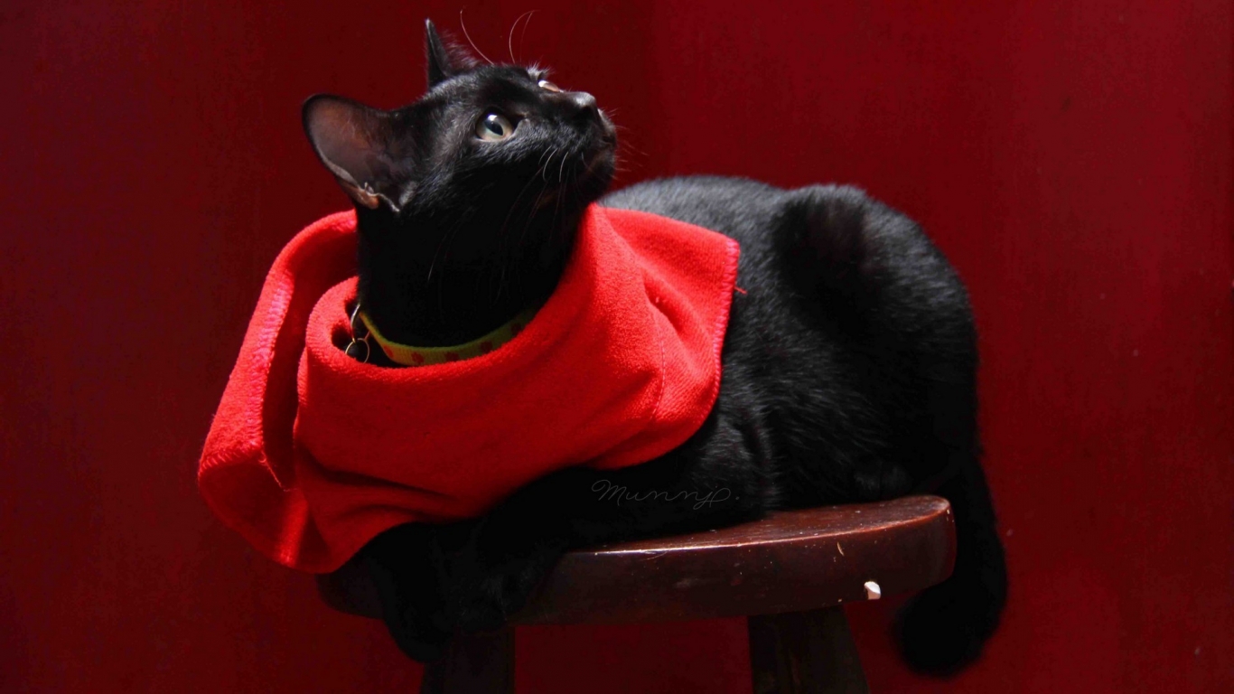 Cat with Red Scarf for 1366 x 768 HDTV resolution
