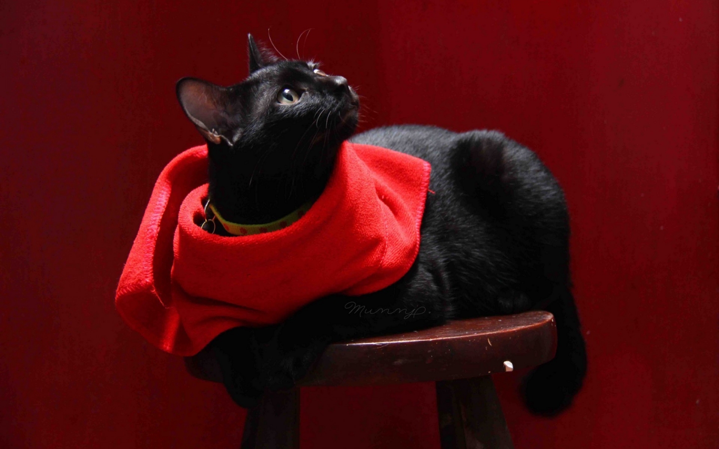 Cat with Red Scarf for 1440 x 900 widescreen resolution