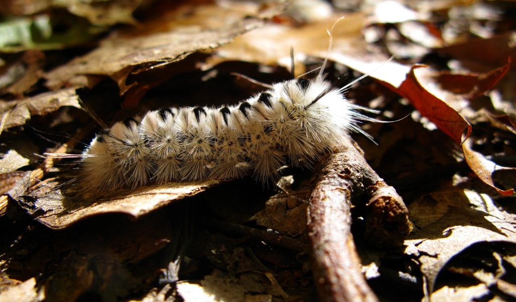 Caterpillar Macro for 1024 x 600 widescreen resolution